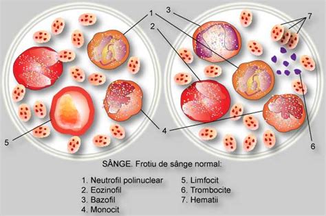 latimea distributiei trombocitare